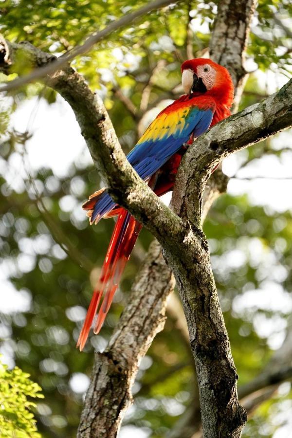 Villa Pura Vida Matapalo  Eksteriør billede